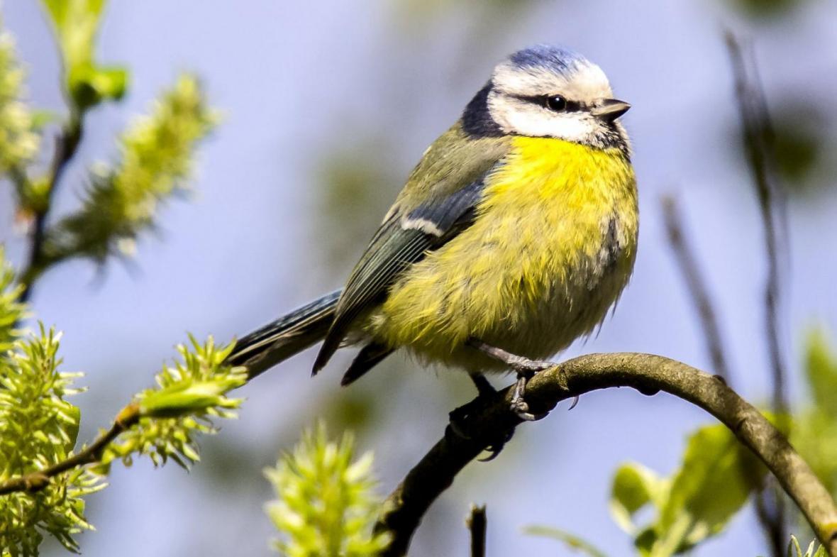 حشره کش ها عامل کاهش جمعیت پرندگان