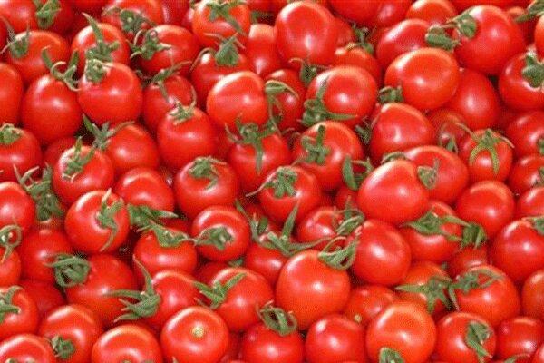 تشریح دلایل افزایش قیمت گوجه فرنگی