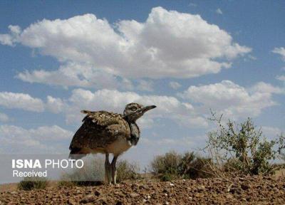 زنده گیری غیرمجاز نوزادان حیات وحش در خراسان جنوبی!