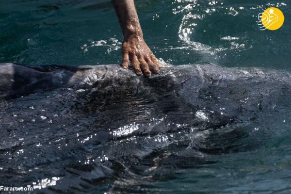 (تصاویر) نوازش نهنگ های خاکستری!
