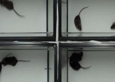 آزمایش هایی که نشان می دهد موش ها با یکدیگر همدردی می نمایند