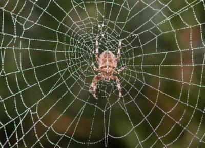 راز چگونگی ساخت تار عنکبوت کشف شد