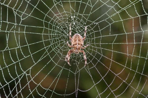 راز چگونگی ساخت تار عنکبوت کشف شد