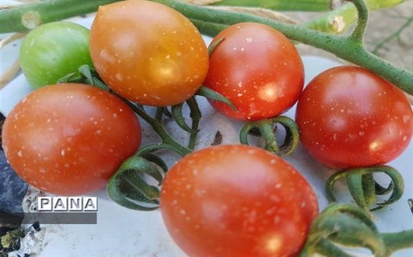 آموزش بذرگیری گوجه فرنگی در خانه