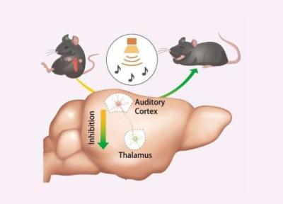 کشف سازوکار تسکین درد با استفاده از صدا در موش ها