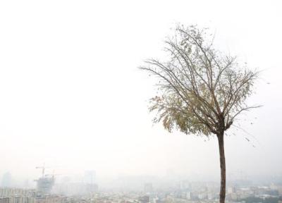 قربانیان خاموش آلودگی هوا ، باران های اسیدی چه اثراتی بر جانوران و گیاهان شهر دارد؟