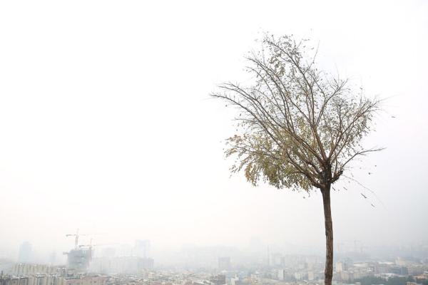 قربانیان خاموش آلودگی هوا ، باران های اسیدی چه اثراتی بر جانوران و گیاهان شهر دارد؟